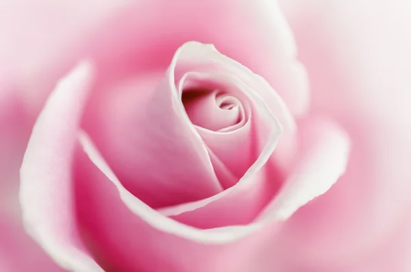 Softness pink rose — Φωτογραφία Αρχείου