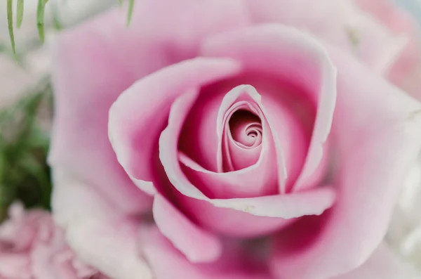 Weichheit rosa Rose — Stockfoto