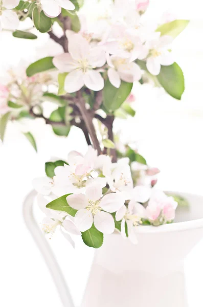 Białe kwiaty wiśni — Zdjęcie stockowe