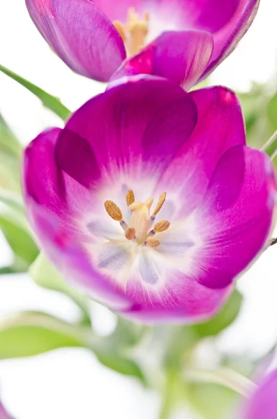 Fresh pink tulips — Stock Photo, Image