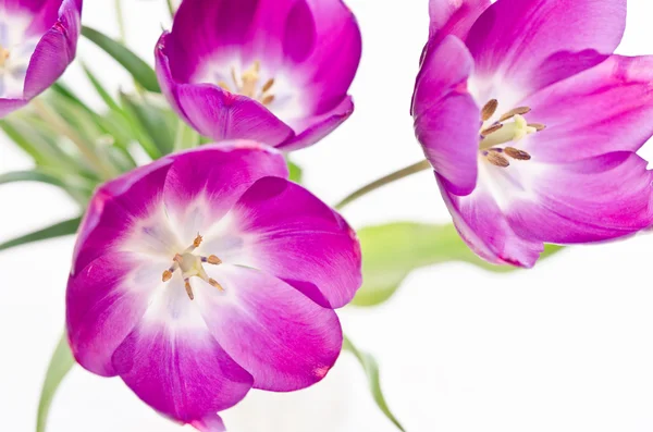 Fresh pink tulips — Stock Photo, Image