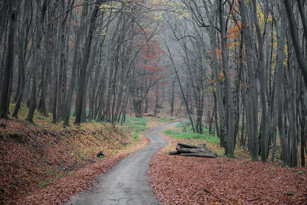 Una strada curva autunnale — Foto Stock