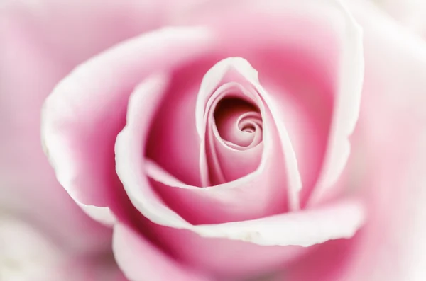 Softness pink rose — Stock Photo, Image