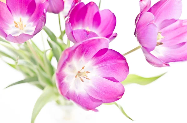 Nové růžové tulipány — Stock fotografie