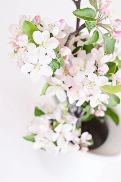 Flores brancas de cereja — Fotografia de Stock