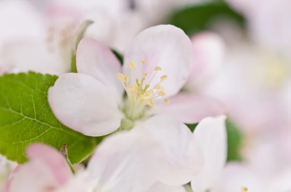 Flores brancas de cereja — Fotografia de Stock