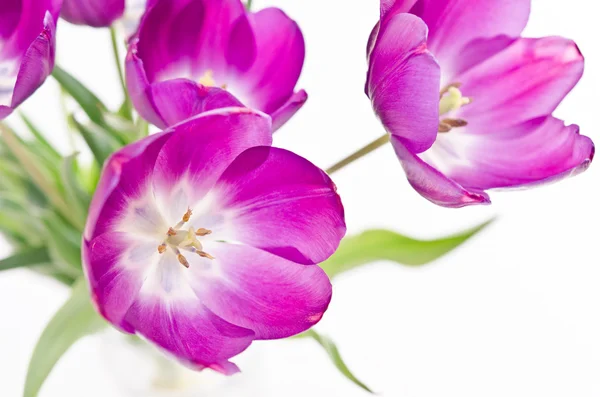 Fresh pink tulips — Stock Photo, Image