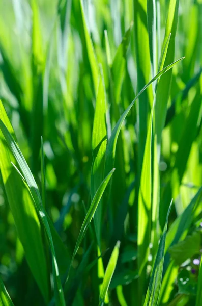 Green grass background — Stock Photo, Image