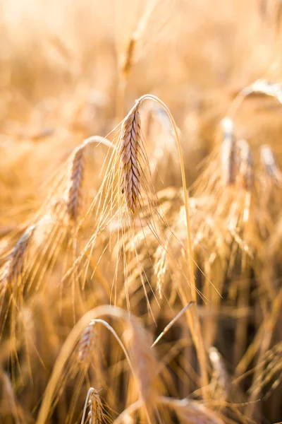 Bulir kuning siap untuk panen yang tumbuh di lahan pertanian — Stok Foto