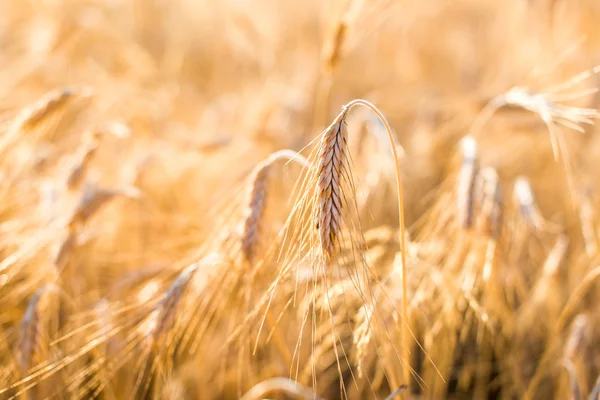 Bulir kuning siap untuk panen yang tumbuh di lahan pertanian — Stok Foto
