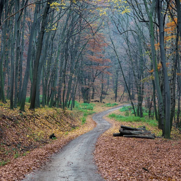 Vägen genom höstskogen — Stockfoto