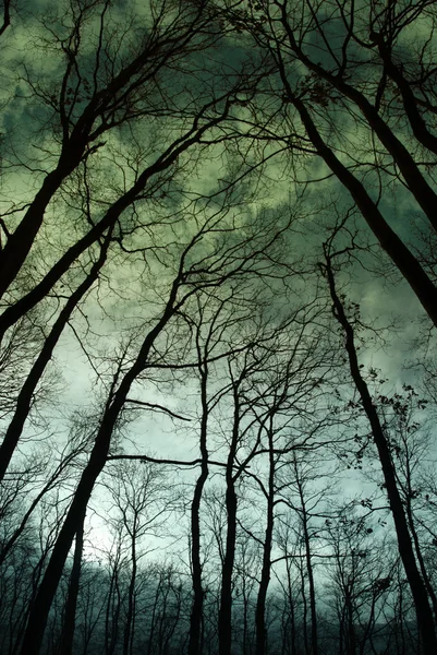 Le crépuscule dans la forêt, paysage nocturne mystique — Photo