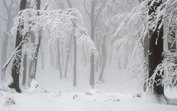 Birkenwald im Winter — Stockfoto