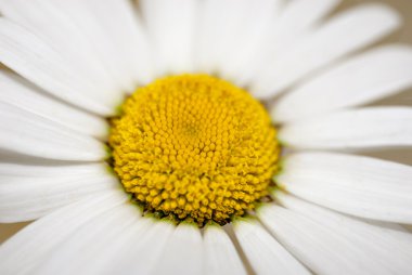 Marguerite.