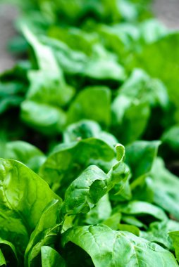 Yeşil taze kuzukulağı yaprakları