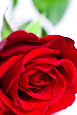 Kırmızı bir gül goncasının yakın çekimi