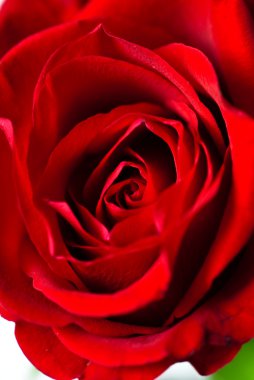 Kırmızı bir gül goncasının yakın çekimi