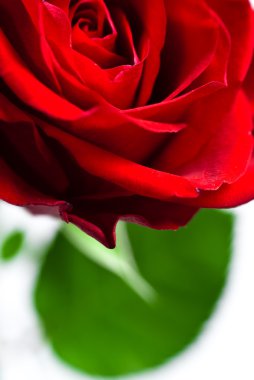Kırmızı bir gül goncasının yakın çekimi