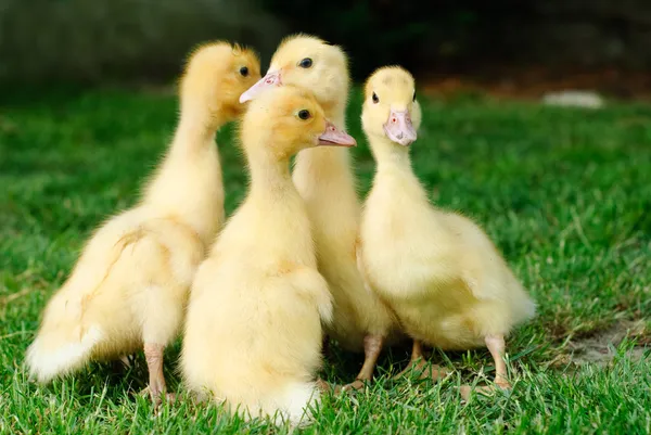 Patos pequenos. — Fotografia de Stock