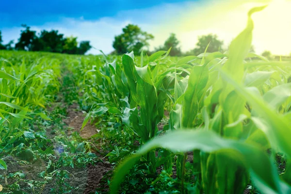 Primer plano tallos de maíz verde y campo —  Fotos de Stock