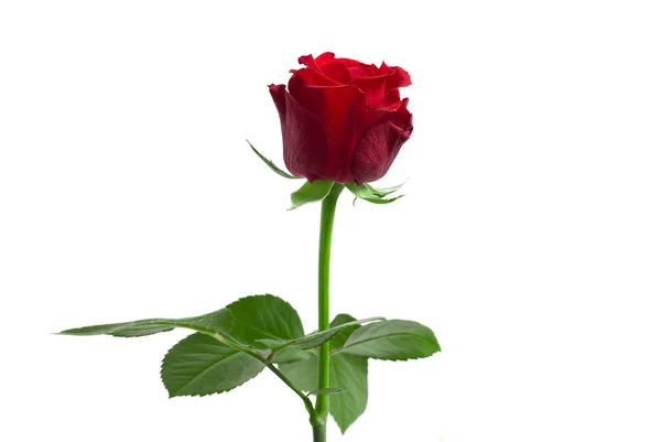 Close-up shot of a red rose — Stock Photo, Image