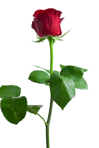 Close-up shot of a red rose — Stock Photo, Image