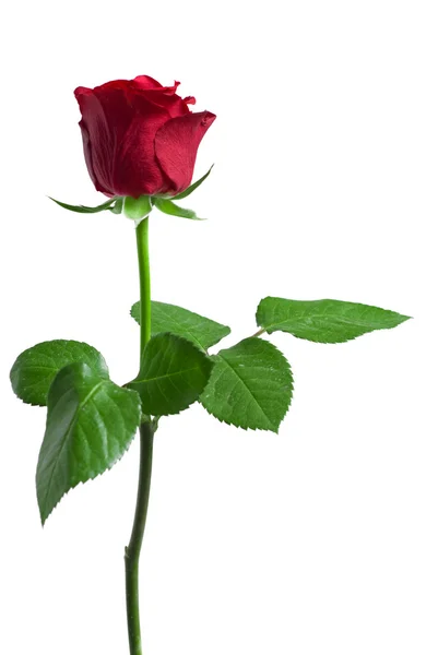 Close-up shot z červené růže — Stock fotografie