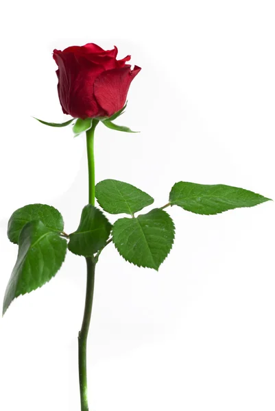 Close-up tiro de uma rosa vermelha — Fotografia de Stock