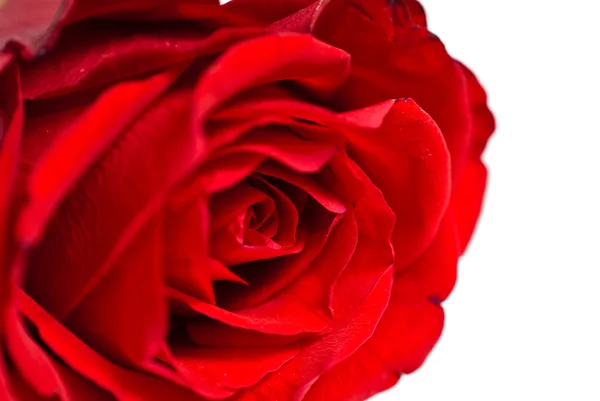 Close-up shot of a red rose bud — Stock Photo, Image