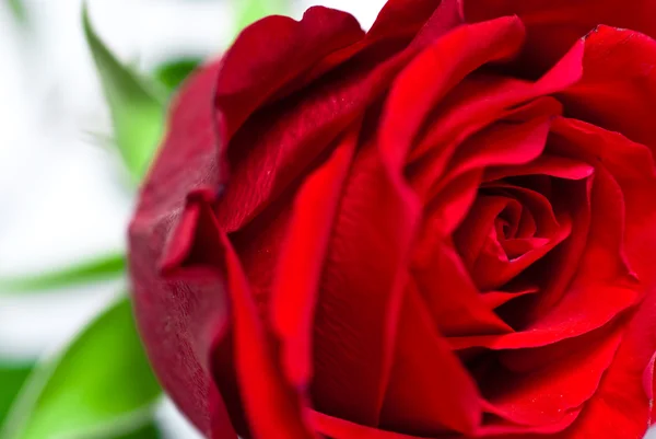 Крупним планом знімок червоного бутона троянд — стокове фото