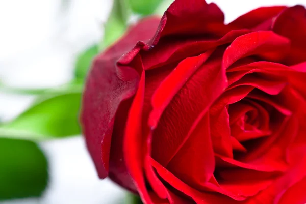 Primo piano di un bocciolo di rosa rossa — Foto Stock