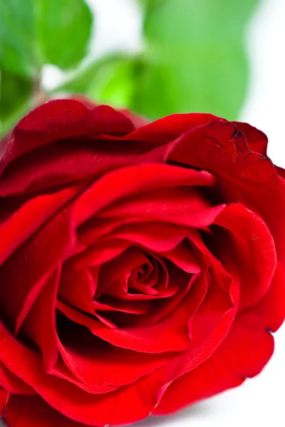 Gros plan d'un bourgeon de rose rouge — Photo