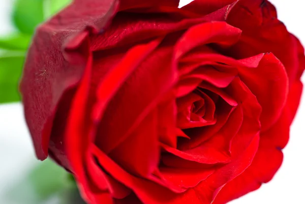 Detailní záběr červené růže pupen — Stock fotografie