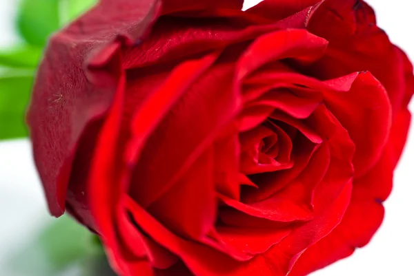 Gros plan d'un bourgeon de rose rouge — Photo