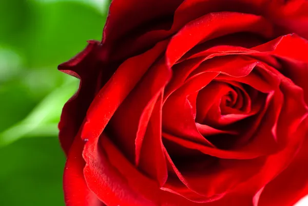 Primo piano di un bocciolo di rosa rossa — Foto Stock