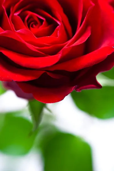 Szczelnie ujęcie czerwonego pączka róży — Zdjęcie stockowe