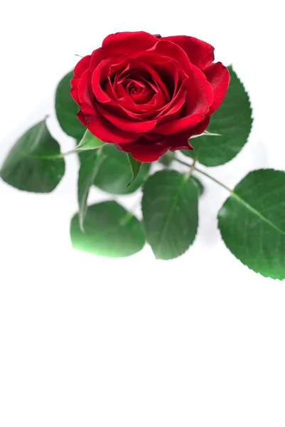 Close-up shot of a red rose bud — Stock Photo, Image