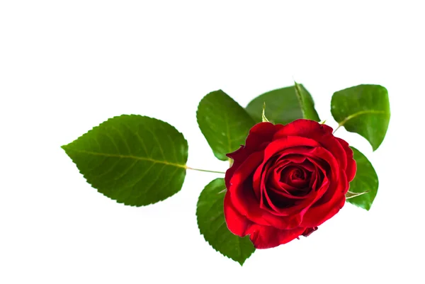 Close-up shot of a red rose bud — Stock Photo, Image