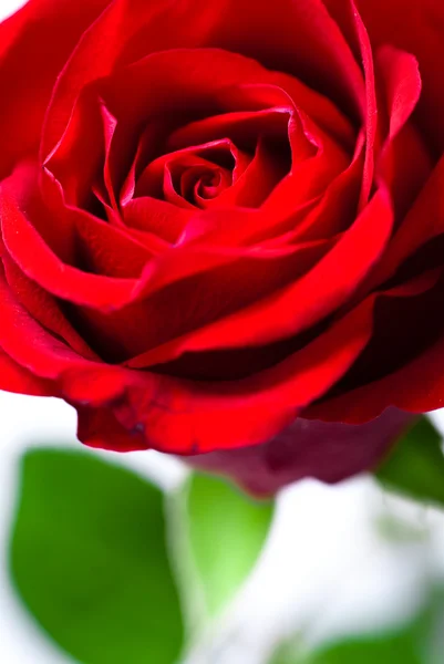 Крупный план бутона красной розы — стоковое фото