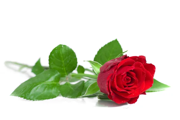 Крупный план бутона красной розы — стоковое фото