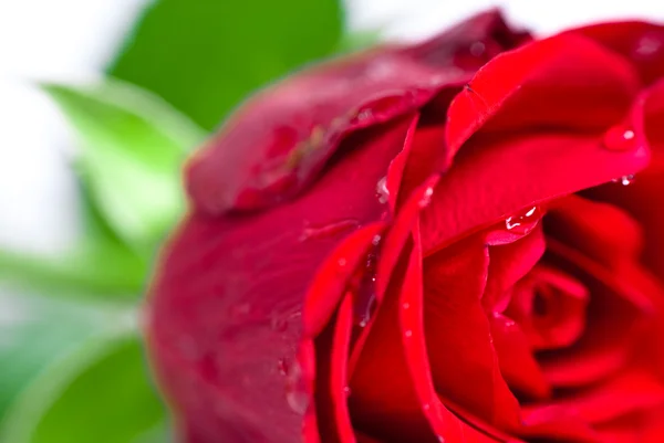 水と赤のバラのつぼみのクローズ アップ ショットの花びらにドロップします。 — ストック写真