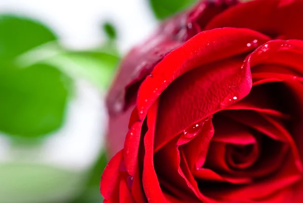 Close-up tiro de um botão de rosa vermelho com gotas de água em pétalas — Fotografia de Stock