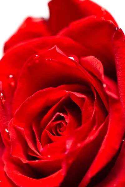 Primo piano di una gemma di rosa rossa con gocce d'acqua su petali — Foto Stock