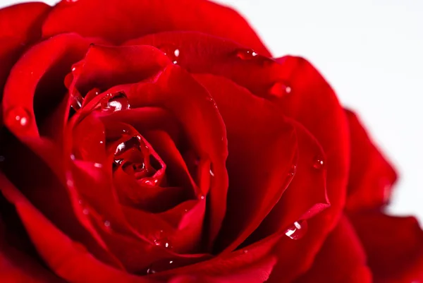 Z bliska strzał czerwonej róży pączek z wody spadnie na płatki — Zdjęcie stockowe