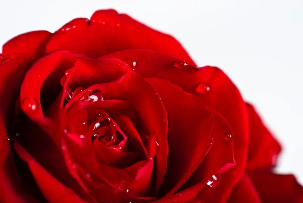 Gros plan d'un bourgeon de rose rouge avec des gouttes d'eau sur les pétales — Photo