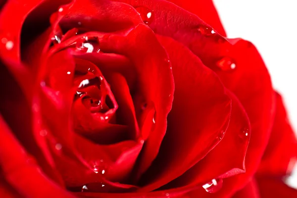 Primer plano de un capullo de rosa roja con gotas de agua en pétalos —  Fotos de Stock