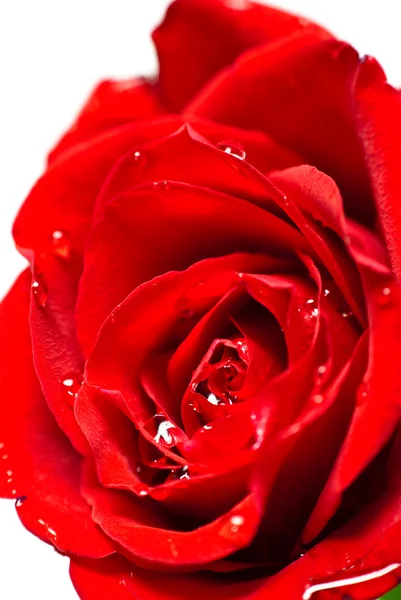 Nahaufnahme einer roten Rosenknospe mit Wassertropfen auf Blütenblättern — Stockfoto