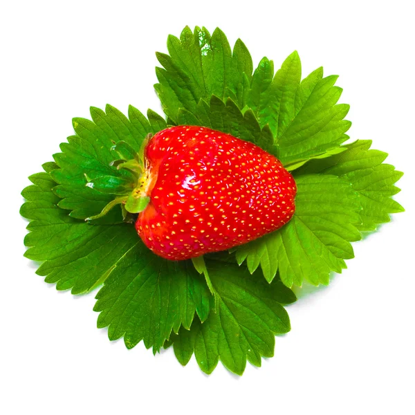 Färska jordgubbar frukter med gröna blad — Stockfoto