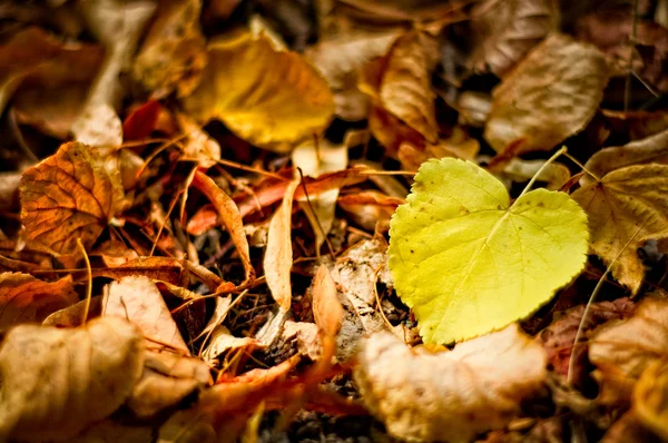 Feuilles jaunes automnales sur la terre — Photo