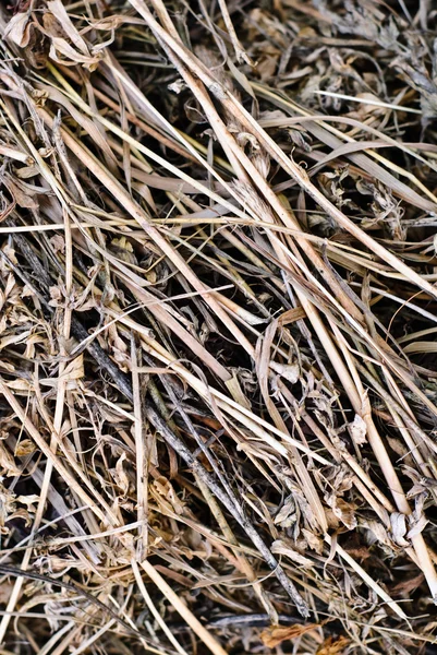 Arbusto de flor seca — Fotografia de Stock